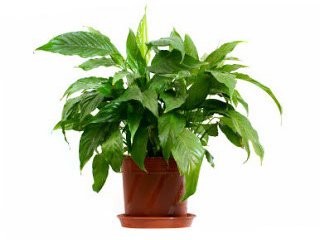 house plant