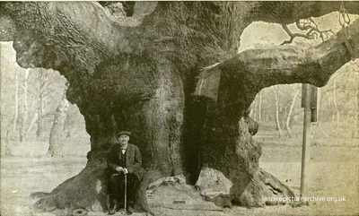 A Man Sitting Next To The Major Oak, c.1900s