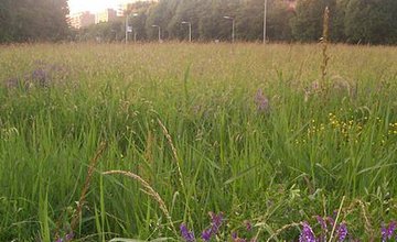 meadow management.jpg