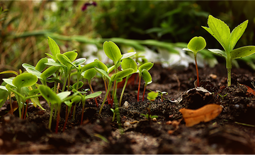 permaculture.png