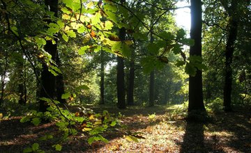 landscape trees