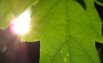 photosynthesis.jpg