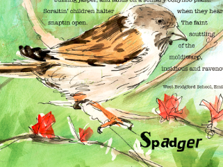 spadger cropped.PNG