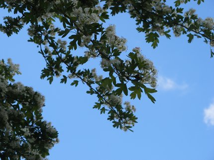 spring poetry leaves