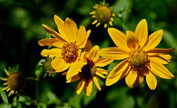 wildflowers
