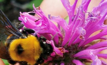 wildlife flowers bees