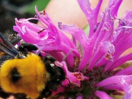 wildlife flowers bees