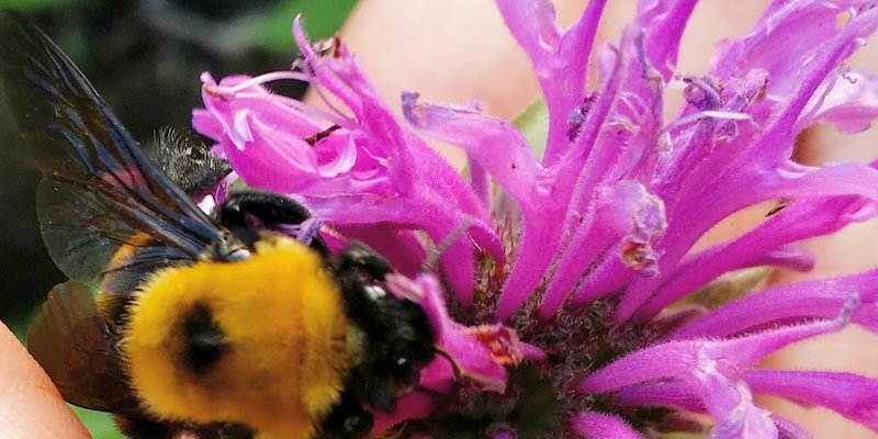 wildlife flowers bees