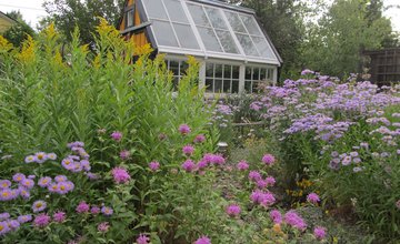 wildlife gardening , plants