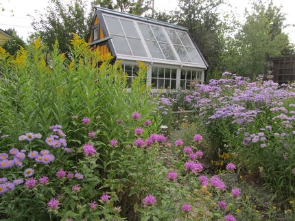 wildlife gardening , plants