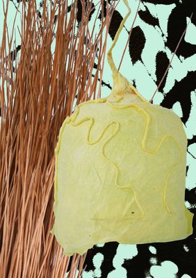 Bailey Revill IAAM 2026 willow leaves.jpg