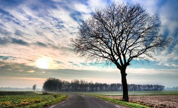 winter tree identification.jpg
